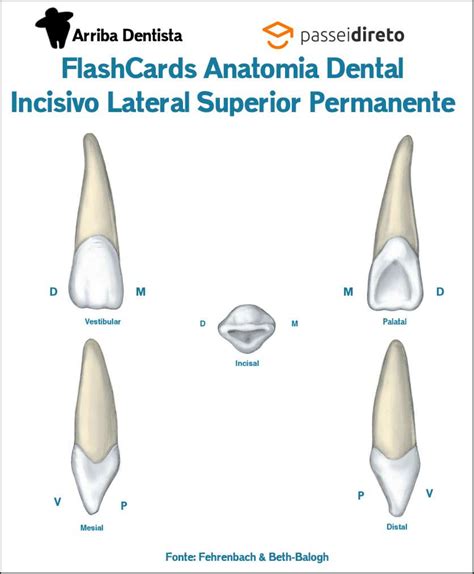 Incisivo Lateral