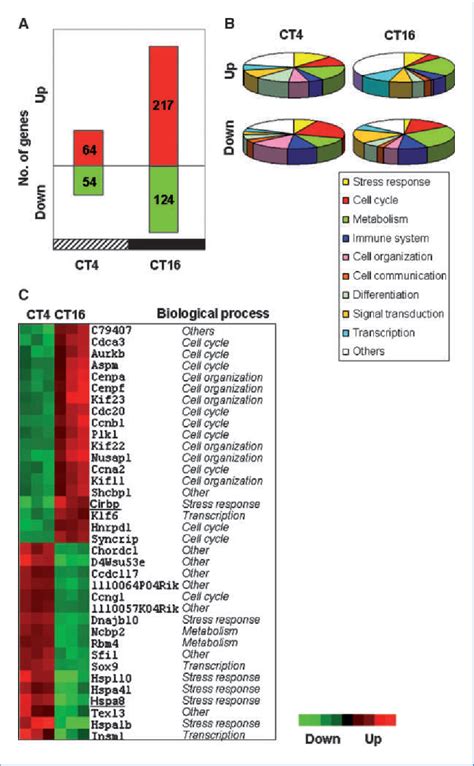 Figure From Tumor And Stem Cell Biology Cancer Inhibition Through