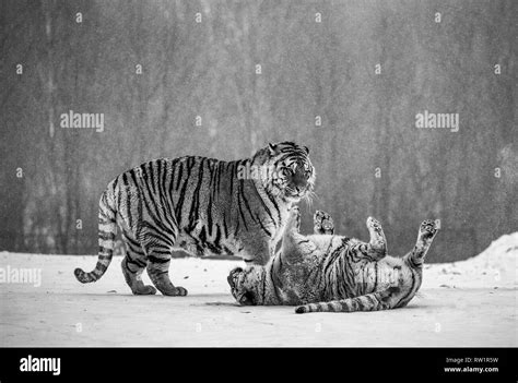 Two Siberian Tigers Play With Each Other In A Snowy Glade Black And White China Harbin