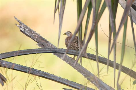 Stribet Frankolin Double Spurred Francolin Flickr