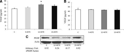 Effect Of Hetes On Vegf And Pedf Expression In Primary Mouse Retinal