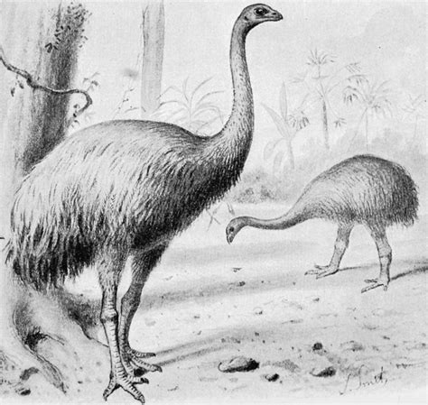 South Island Giant Moa Dinornis Robustus Display Full Image