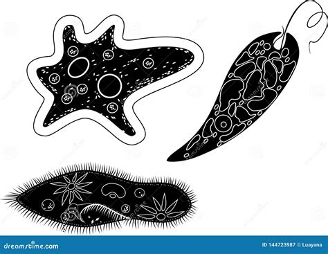 Set Of Unicellular Organisms Protozoa Paramecium Caudatum Amoeba Proteus And Euglena Viridis