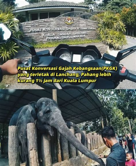 Bercuti Ke Pusat Konservasi Gajah Kuala Gandah Pahang Masuk Percuma