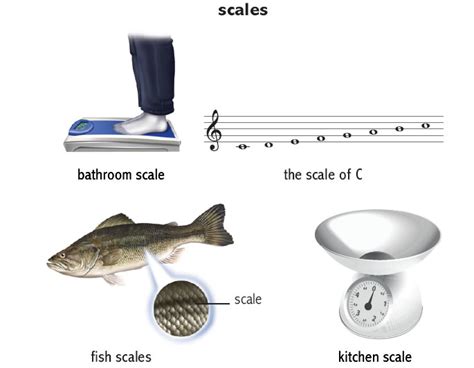 scale noun - Definition, pictures, pronunciation and usage notes | Oxford Advanced American ...