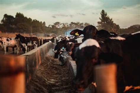 Conexão Agro Nova tecnologia pode tornar pecuária mais sustentável