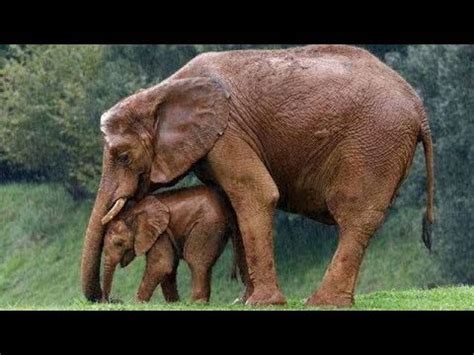 Animals Baby And Mom - New Wallpapers Free Download