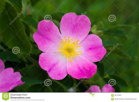 Flower Hips Stock Image Image Of Macro Sweetbrier Outdoors 56754691