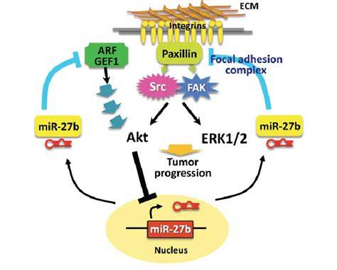 Schematic Model Of Microrna 27b Mir 27b Mediated Regulation Of Colon