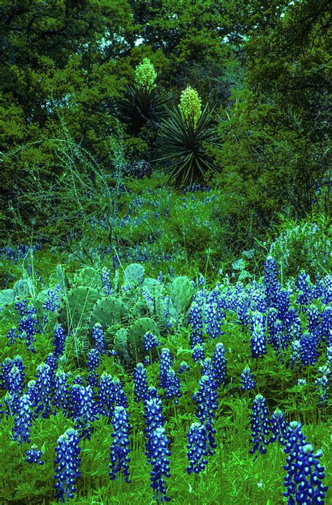 Texas bluebonnet hill country landscape Photograph by Daniel Richards ...