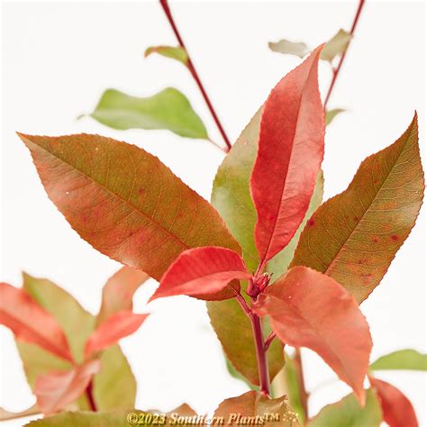 Photinia Red Robin 200MM - Southern Plants