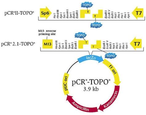 Topo Ta Cloning Kit Dual Promoter With Pcrii Topo Vector And One Shot