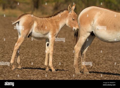 Indian Wild Ass Equus Hemionus Khur Foal With A Mare At Wild Ass