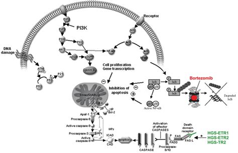 6 Extrinsic Cytoplasmic And Intrinsic Mitochondrial Apoptotic Download Scientific Diagram