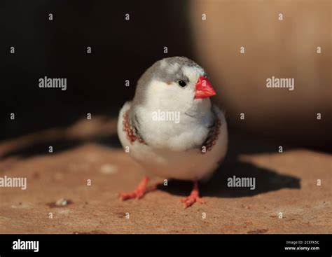 The Zebra Finch Taeniopygia Guttata Colour Mutation Called Pied