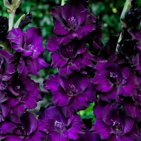 20 dark purple flowers – Artofit