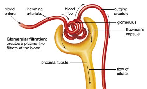 Urine Formation, Components, Glomerular Filtration, Tubular ...