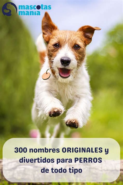 Nombres Para Perros Divertidos Y Originales Border Collie Collie