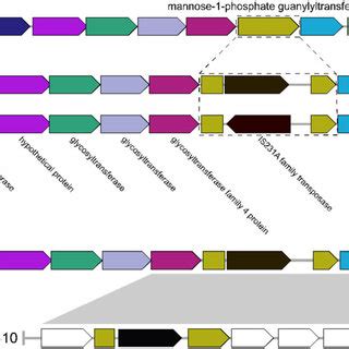 Comparative Genomic Characterization Reveals Insertion Sequence Plays