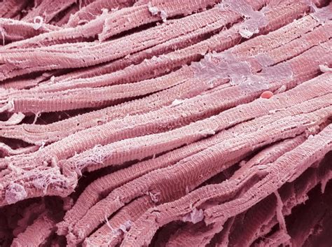 Heart Muscle Fibres Sem Photograph By Steve Gschmeissner