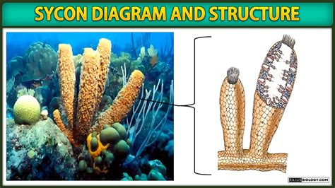 Sycon Diagram, Structure and Reproduction | Free Biology Notes - Rajus ...