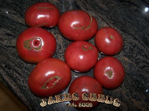 Purple Cherokee Heirloom Tomato Seeds - Jake's Seeds