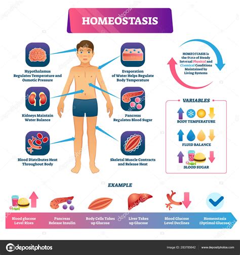 Homeostasis As Biological State With Temperature Regulation Outline