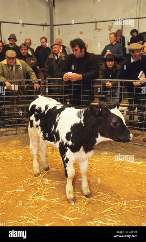 Banbury Cattle Market Hi Res Stock Photography And Images Alamy