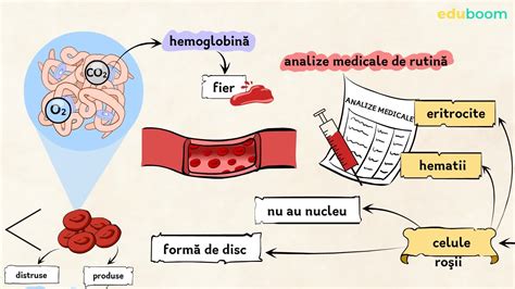 Compoziția Sângelui Biologie Clasa A 6 A