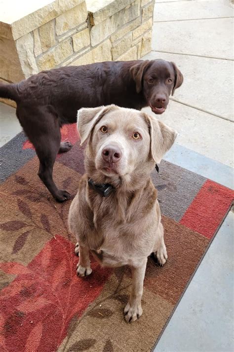 Champagne Labrador Retriever