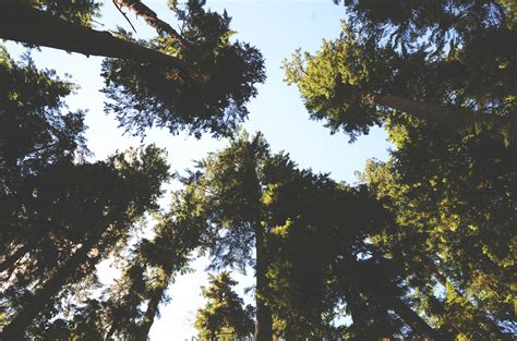 Fotos gratis árbol naturaleza bosque rama planta cielo luz de