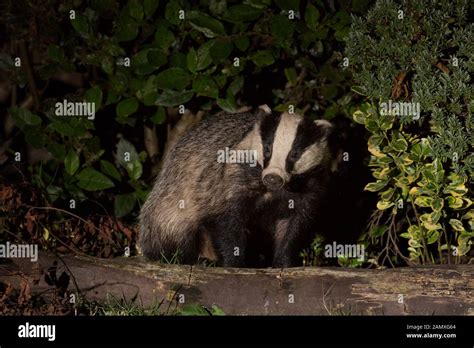 Close Up Front View Of Wild Hungry Urban British Badger Meles Meles