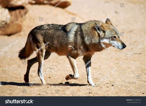 280 Desert Wolf Closeup Images, Stock Photos & Vectors | Shutterstock