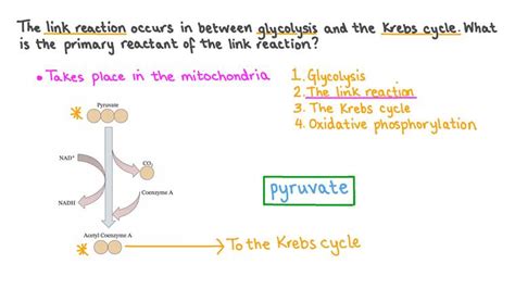 Lesson The Link Reaction And Krebs Cycle Nagwa