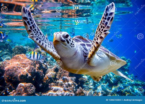 Sea Turtle Swims Under Water on the Background of Coral Reefs Stock ...