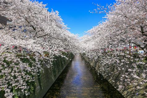 【东京赏樱】目黑川樱花祭：中目黑梦幻粉红樱花河、夜樱摄影景点分享含开花时间、花期） Bringyou