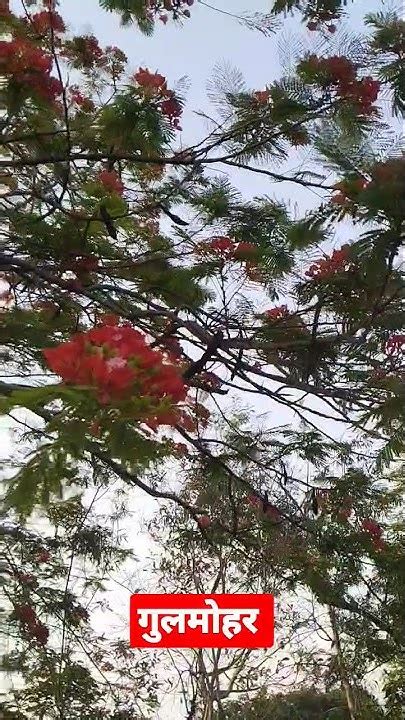 Awesome Tree Gulmohar गुलमोहर का पेड़ Tree Shortvideo Shorts Youtube