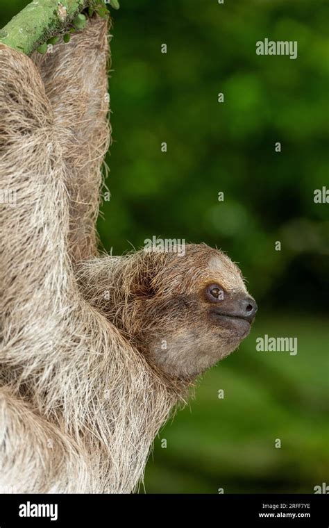 Brown Throated Three Toed Sloth Bradypus Variegatus On Tree Costa