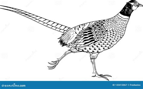 Pheasant Pheasant Illustration Isolated On White Background Cartoon