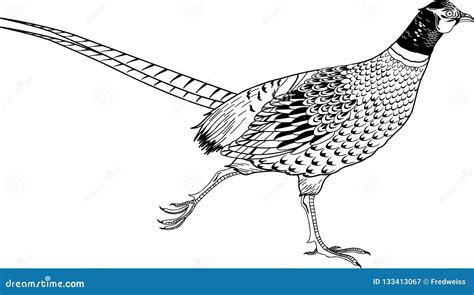 Ring Necked Pheasant Illustration Cartoon Vector CartoonDealer