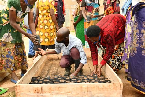 Rwandas Quality Cassava Seeds A Tale Of Three Successes Spark