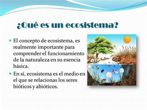 Qué Es Un Ecosistema Definición Para Niños