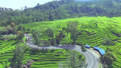 Wisata Kebun Teh Rancabali Bandung Fasilitas Lokasi Wahana