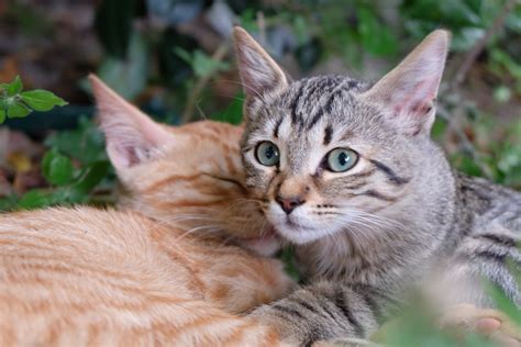 Free Images : red, kitten, together, fauna, whiskers, grey, vertebrate