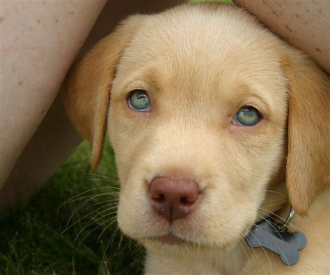 Top 93 Pictures Baby Chocolate Lab With Blue Eyes Sharp