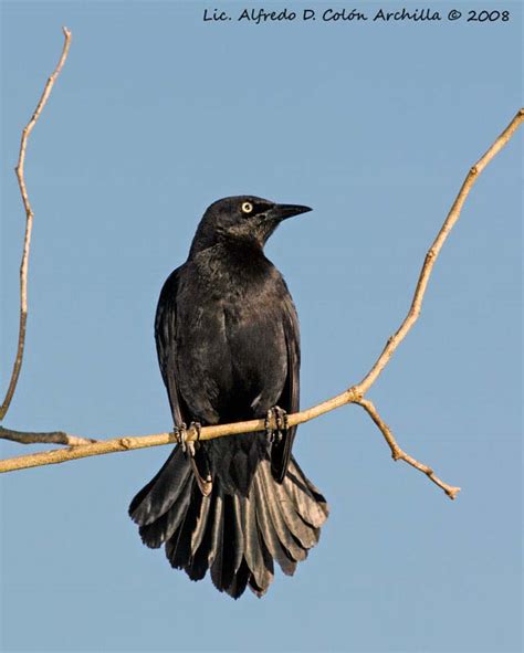 Greater Antillean Grackle