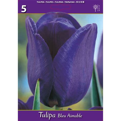 Lalea Tulipa Bleu Aimable 5 Bucati Emagro