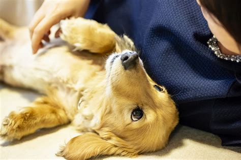 【獣医師監修】甘えん坊な犬は体をこすりつけてくる？犬が甘えるときの仕草を解説ana