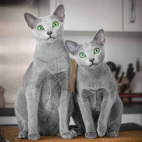 Meet Two Russian Blue Cats With The Most Mesmerizing Eyes - We Love Cats and Kittens