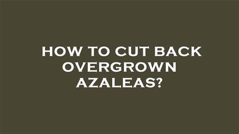 How To Cut Back Overgrown Azaleas Youtube